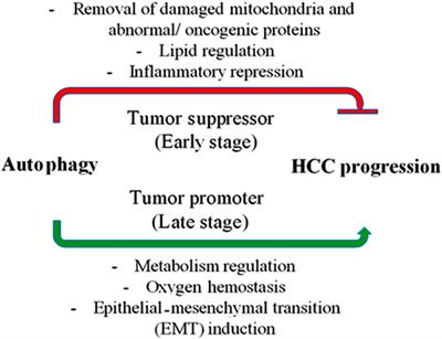 The dual role of autophagy in suppressing and promoting hepatocellular carcinoma